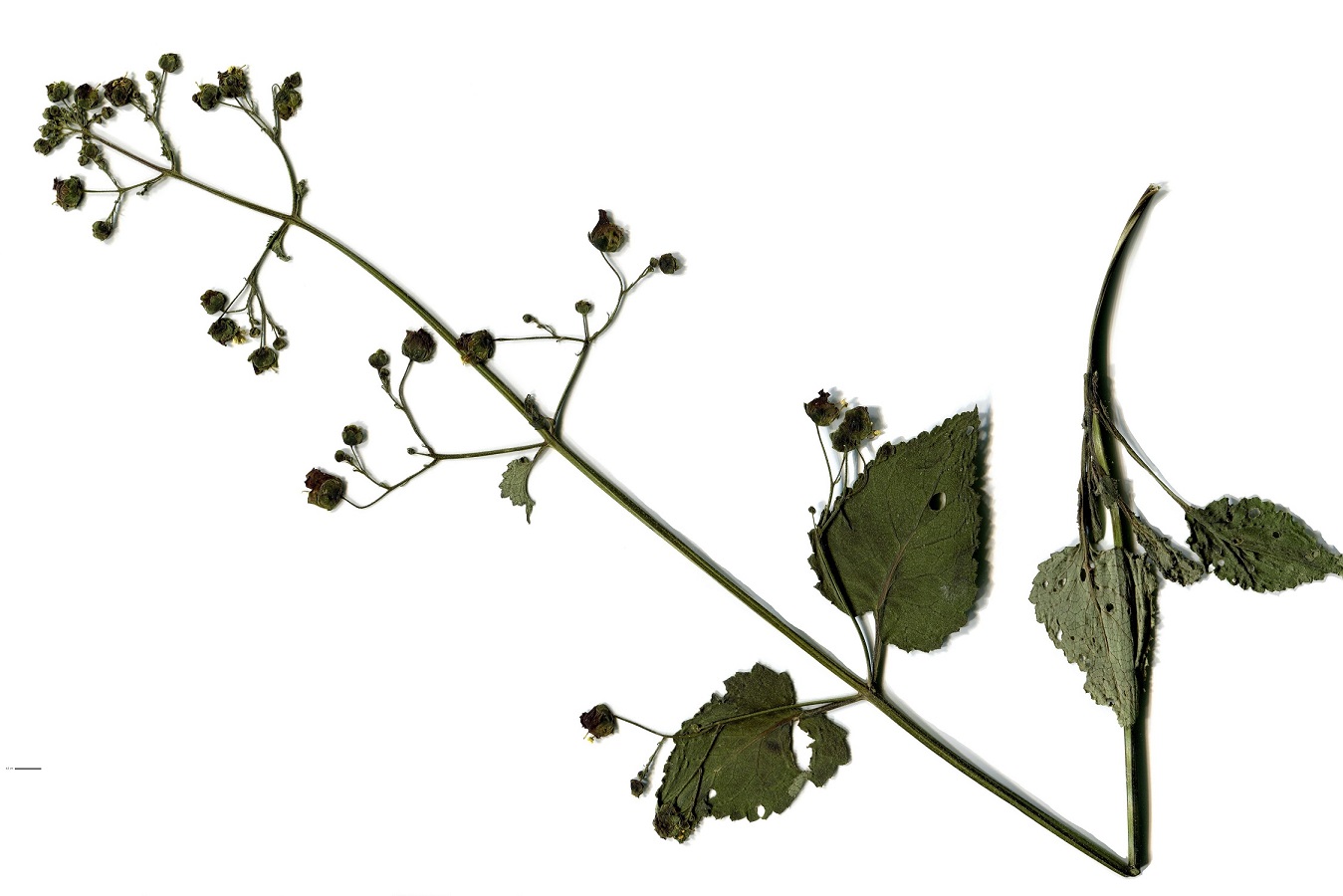 Scrophularia alpestris (Scrophulariaceae)